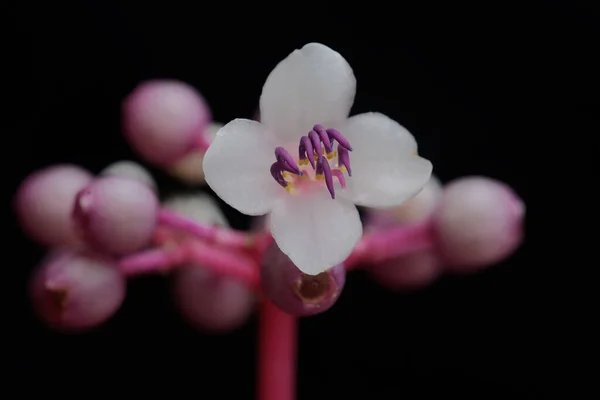 一系列艳丽的亚洲葡萄的美丽 这种植物的学名是 Medinilla Speciosa — 图库照片