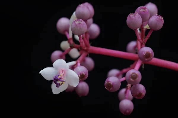 Piękno Serii Wystawnych Azjatyckich Winogron Roślina Naukową Nazwę Medinilla Speciosa — Zdjęcie stockowe