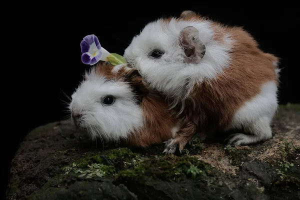 两只可爱可爱的小豚鼠正在吃掉在地上的花 这种啮齿类动物的学名是Cavia Porcellus — 图库照片