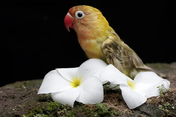 Bir Aşk Kuşu Frangipani Çiçekleri Yiyor Gerçek Aşkın Sembolü Olarak — Stok fotoğraf