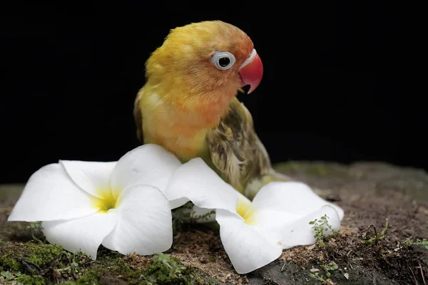 Bir Aşk Kuşu Frangipani Çiçekleri Yiyor Gerçek Aşkın Sembolü Olarak — Stok fotoğraf