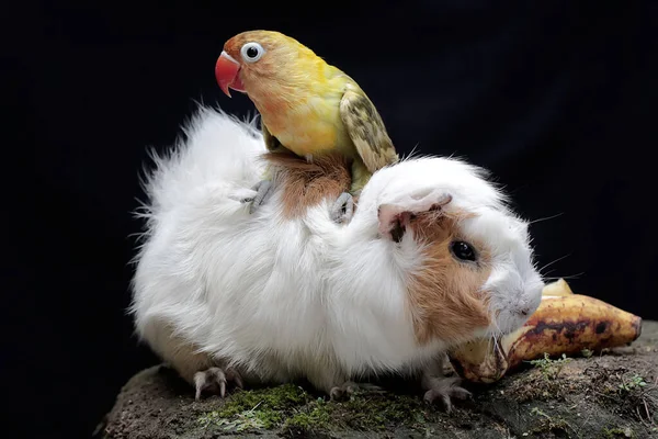 一只爱情鸟在找一只豚鼠身上的跳蚤 这只鸟被用作真爱的象征 它的学名是 Agapornis Fischeri — 图库照片