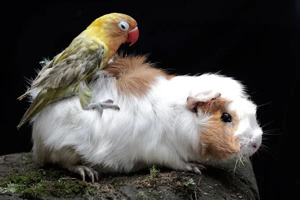 Bir Aşk Kuşu Bir Kobay Faresinde Pire Arıyor Gerçek Aşkın — Stok fotoğraf
