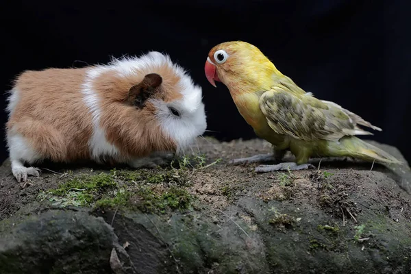 一只爱情鸟在找一只豚鼠身上的跳蚤 这只鸟被用作真爱的象征 它的学名是 Agapornis Fischeri — 图库照片