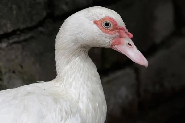 Rostro Hembra Pato Moscovita Hermoso Elegante Este Pato Tiene Nombre — Foto de Stock