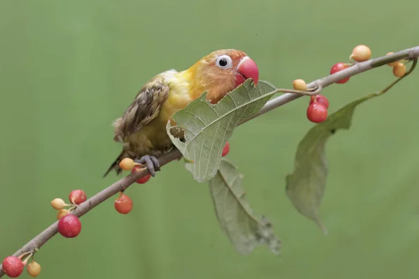 Ένα Πιτσουνάκι Που Τρώει Άγρια Φυτικά Φρούτα Αυτό Πουλί Που — Φωτογραφία Αρχείου