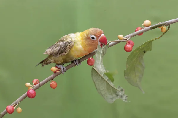 Bir Aşk Kuşu Yabani Bitki Meyvesi Yiyor Gerçek Aşkın Sembolü — Stok fotoğraf