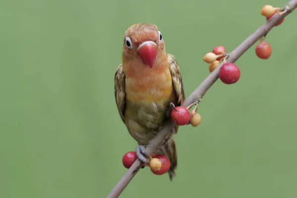 Tourtereau Qui Mange Des Fruits Des Plantes Sauvages Cet Oiseau — Photo