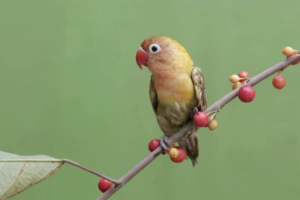 Gołąbek Jedzący Dzikie Owoce Roślinne Ten Ptak Który Jest Używany — Zdjęcie stockowe