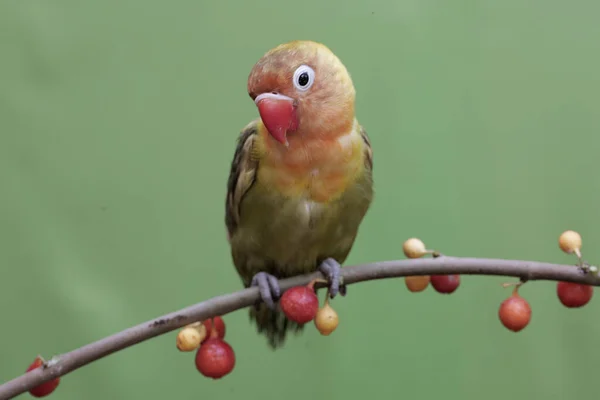 一只爱吃野生植物果实的爱鸟 这只鸟被用作真爱的象征 它的学名是 Agapornis Fischeri — 图库照片
