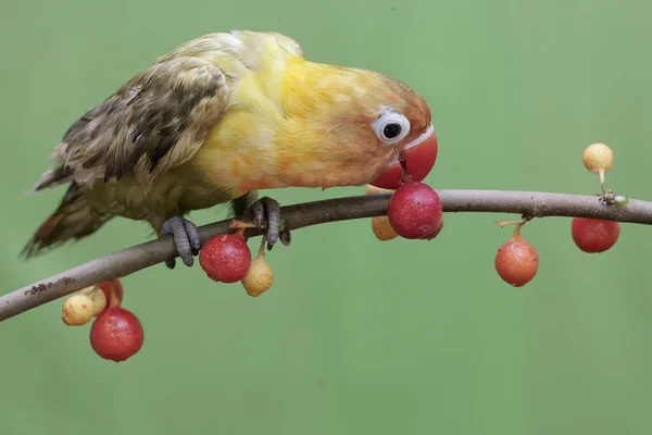一只爱吃野生植物果实的爱鸟 这只鸟被用作真爱的象征 它的学名是 Agapornis Fischeri — 图库照片