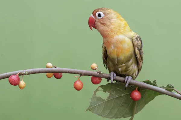 Bir Aşk Kuşu Yabani Bitki Meyvesi Yiyor Gerçek Aşkın Sembolü — Stok fotoğraf