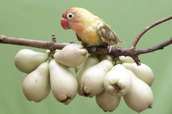 一只爱情鸟吃着年轻的粉红马来苹果 这只鸟被用作真爱的象征 它的学名是 Agapornis Fischeri — 图库照片