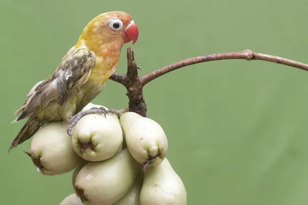 Ptaszek Gołąb Zjada Młode Różowe Jabłka Malajskie Ten Ptak Który — Zdjęcie stockowe