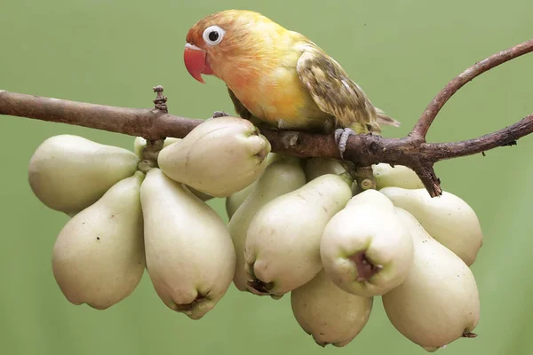一只爱情鸟吃着年轻的粉红马来苹果 这只鸟被用作真爱的象征 它的学名是 Agapornis Fischeri — 图库照片