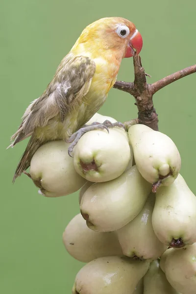 Ένα Πιτσουνάκι Που Τρώει Μικρά Ροζ Μήλα Μαλαισίας Αυτό Πουλί — Φωτογραφία Αρχείου