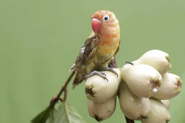 Genç Pembe Malay Elmalarını Yiyen Bir Aşk Kuşu Gerçek Aşkın — Stok fotoğraf