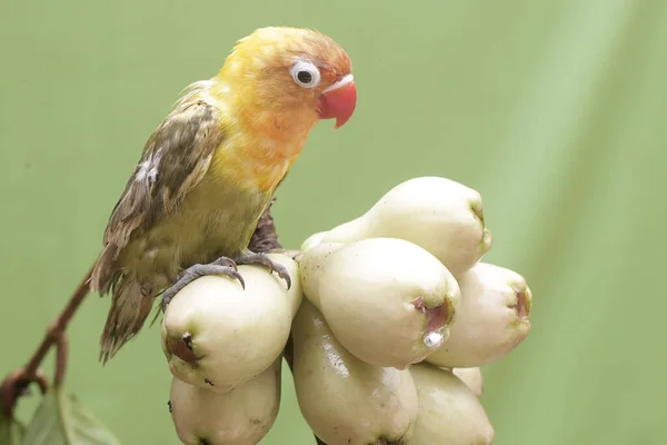 Genç Pembe Malay Elmalarını Yiyen Bir Aşk Kuşu Gerçek Aşkın — Stok fotoğraf