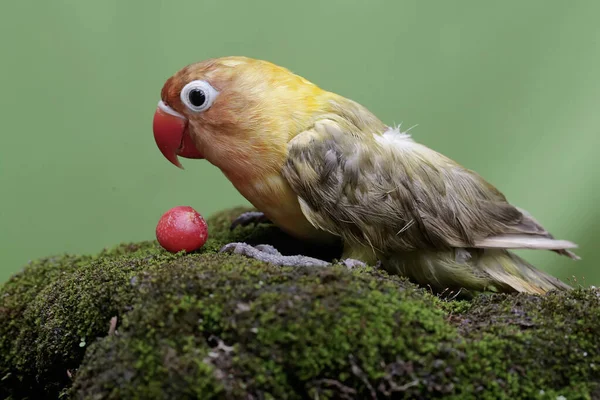Bir Aşk Kuşu Yere Düşen Yabani Bitkileri Yiyor Gerçek Aşkın — Stok fotoğraf