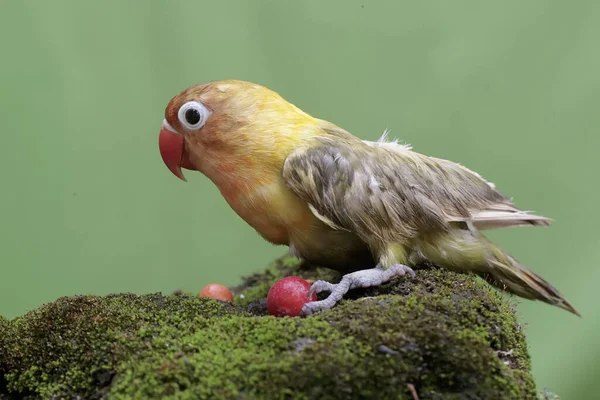 爱鸟吃掉在地上的野生植物果实 这只鸟被用作真爱的象征 它的学名是 Agapornis Fischeri — 图库照片