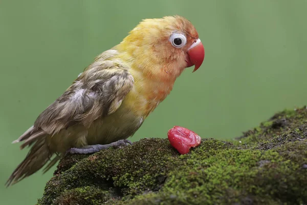 Bir Aşk Kuşu Yere Düşen Yabani Bitkileri Yiyor Gerçek Aşkın — Stok fotoğraf