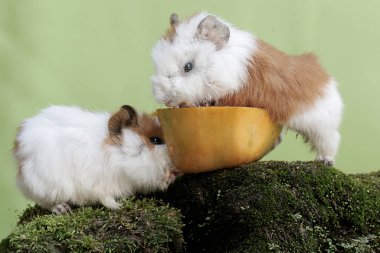İki genç kobay yere düşmüş bir papayayı yiyorlar. Bu kemirgen memelinin bilimsel adı Cavia Porcellus..