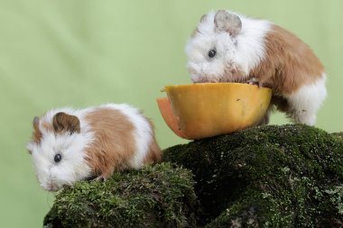 İki genç kobay yere düşmüş bir papayayı yiyorlar. Bu kemirgen memelinin bilimsel adı Cavia Porcellus..