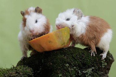 İki genç kobay yere düşmüş bir papayayı yiyorlar. Bu kemirgen memelinin bilimsel adı Cavia Porcellus..