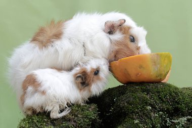 Anne bir kobay ve iki yavrusu yere düşmüş bir papayayı yiyorlar. Bu kemirgen memelinin bilimsel adı Cavia Porcellus..