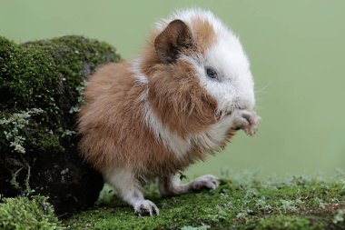 Genç bir kobay yere düşmüş bir papayayı yiyor. Bu kemirgen memelinin bilimsel adı Cavia Porcellus..