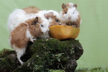 Anne bir kobay ve iki yavrusu yere düşmüş bir papayayı yiyorlar. Bu kemirgen memelinin bilimsel adı Cavia Porcellus..