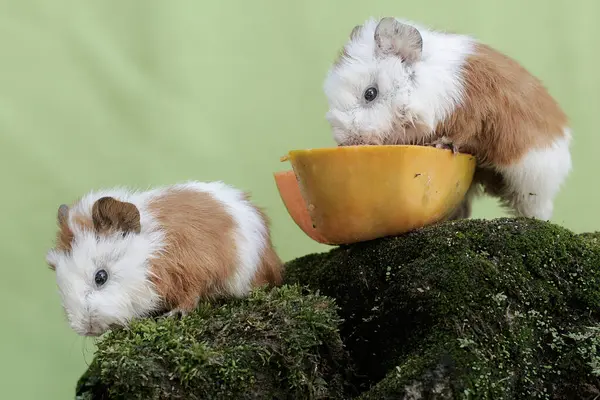 Two young guinea pigs are eating a papaya that has fallen to the ground. This rodent mammal has the scientific name Cavia porcellus.