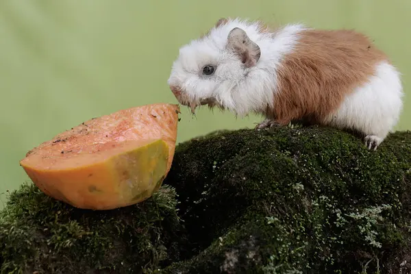 A young guinea pig is eating a papaya that has fallen to the ground. This rodent mammal has the scientific name Cavia porcellus.