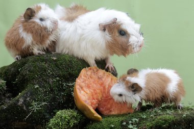 Anne bir kobay ve iki yavrusu yere düşmüş bir papayayı yiyorlar. Bu kemirgen memelinin bilimsel adı Cavia Porcellus..