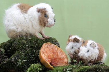 Anne bir kobay ve iki yavrusu yere düşmüş bir papayayı yiyorlar. Bu kemirgen memelinin bilimsel adı Cavia Porcellus..