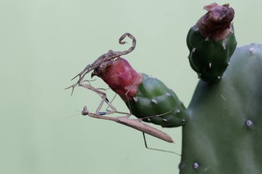 Çinli bir yüzücü akrep, bölgesini savunmak için peygamber devesi ile savaşmaya hazır. Bu akrebin bilimsel adı Lychas mucronatus..