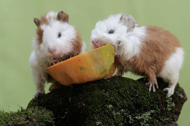 İki genç kobay yere düşmüş bir papayayı yiyorlar. Bu kemirgen memelinin bilimsel adı Cavia Porcellus..