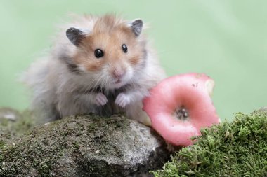 Erkek bir Suriyeli hamster yere düşmüş bir elmayı yiyor. Bu kemirgenin bilimsel adı Mesocricetus auratus..