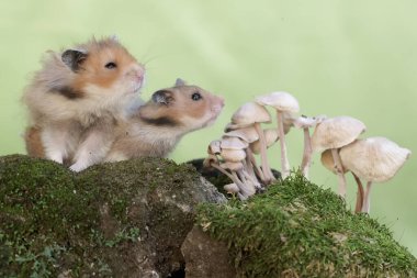 Bir çift Suriyeli hamster yosunlu zeminde yetişen bir mantarı yiyorlar. Bu kemirgenin bilimsel adı Mesocricetus auratus..