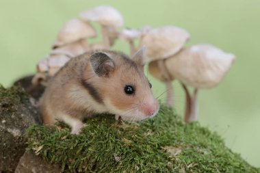 Dişi bir Suriyeli hamster yosunlu zeminde yabani bir mantar yiyor. Bu kemirgenin bilimsel adı Mesocricetus auratus..