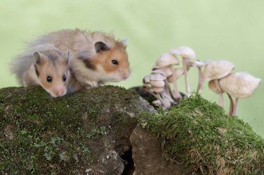 Bir çift Suriyeli hamster yosunlu zeminde yetişen bir mantarı yiyorlar. Bu kemirgenin bilimsel adı Mesocricetus auratus..