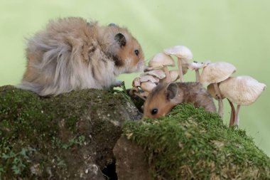 Bir çift Suriyeli hamster yosunlu zeminde yetişen bir mantarı yiyorlar. Bu kemirgenin bilimsel adı Mesocricetus auratus..