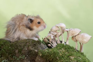 Suriyeli bir erkek hamster yosunlu zeminde yabani bir mantar yiyor. Bu kemirgenin bilimsel adı Mesocricetus auratus..