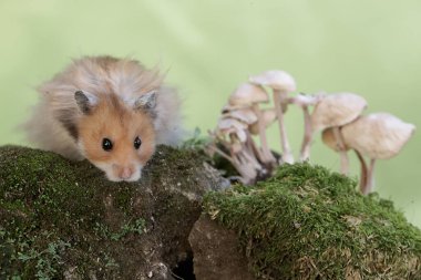 Suriyeli bir erkek hamster yosunlu zeminde yabani bir mantar yiyor. Bu kemirgenin bilimsel adı Mesocricetus auratus..
