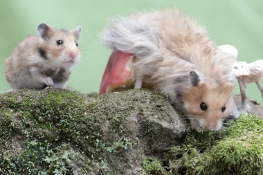 Bir çift Suriyeli hamster yere düşen bir elmayı yiyor. Bu kemirgenin bilimsel adı Mesocricetus auratus..