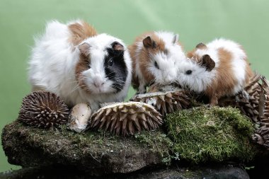 Anne kobay ve iki yavrusu yere düşmüş bir Durian 'ı yiyorlar. Bu kemirgen memelinin bilimsel adı Cavia Porcellus..