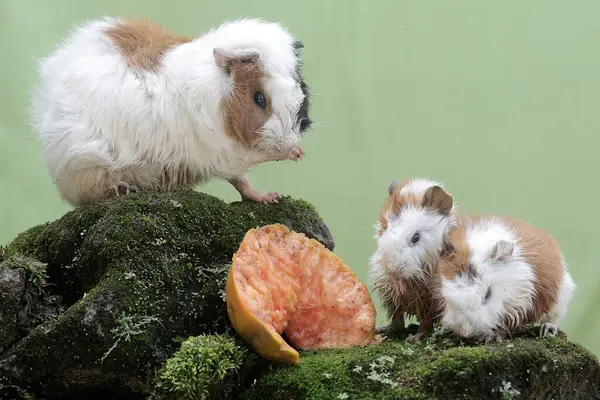 A mother guinea pig with her two cubs is eating a papaya that has fallen to the ground. This rodent mammal has the scientific name Cavia porcellus.