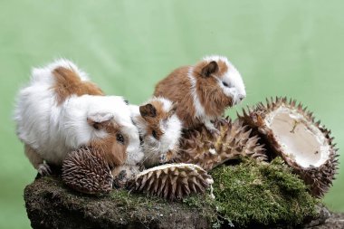Anne kobay ve iki yavrusu yere düşmüş bir Durian 'ı yiyorlar. Bu kemirgen memelinin bilimsel adı Cavia Porcellus..
