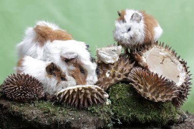 Anne kobay ve iki yavrusu yere düşmüş bir Durian 'ı yiyorlar. Bu kemirgen memelinin bilimsel adı Cavia Porcellus..