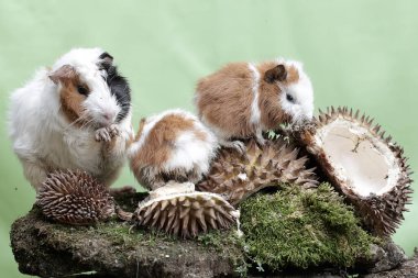 Anne kobay ve iki yavrusu yere düşmüş bir Durian 'ı yiyorlar. Bu kemirgen memelinin bilimsel adı Cavia Porcellus..